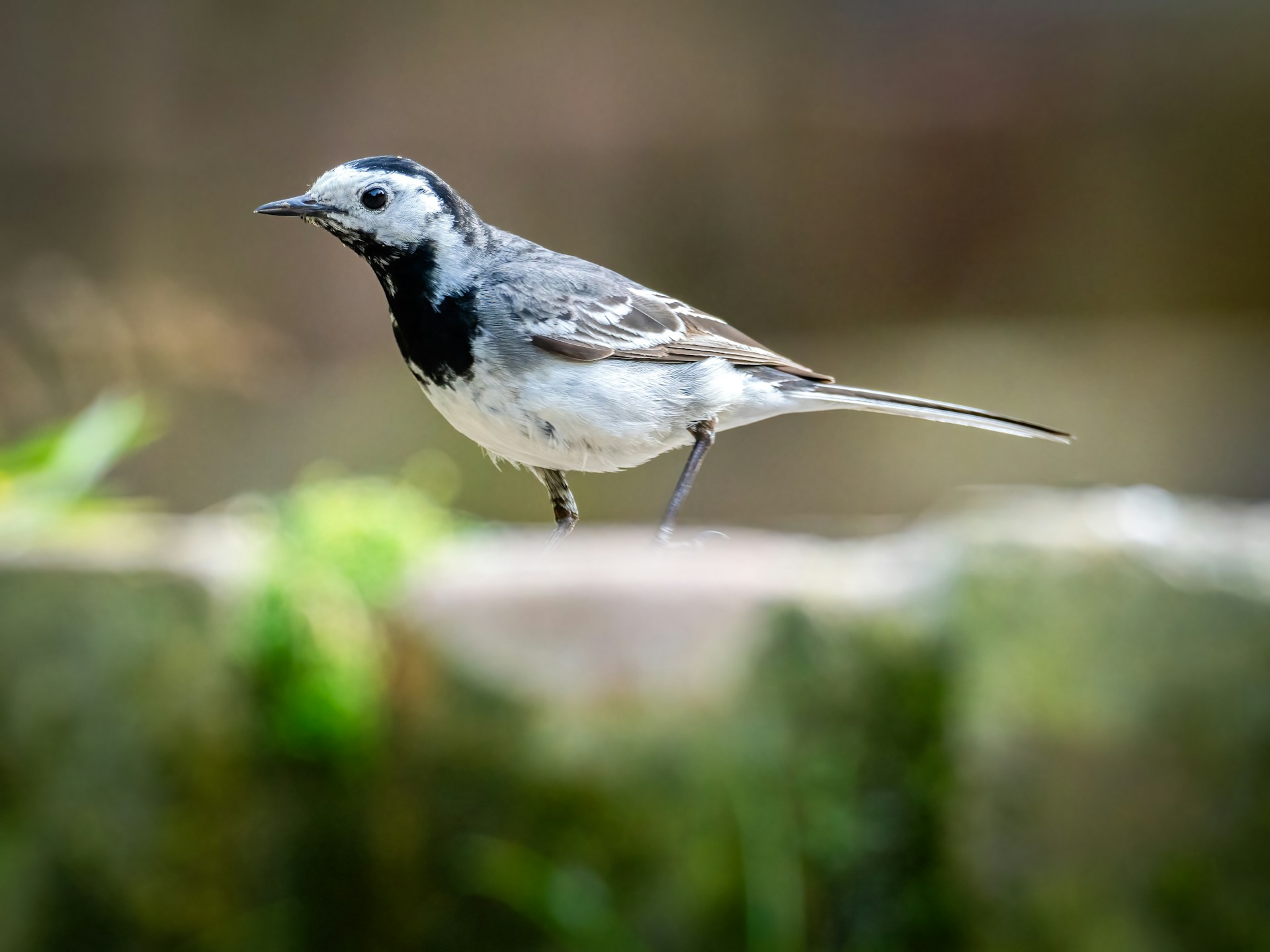 Small bird on a piece of wood