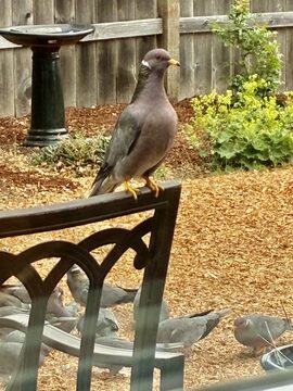 Photo of Band-tailed Pigeon reported at Coquille