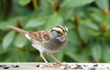 Photo of White-throated Sparrow reported at Coquille