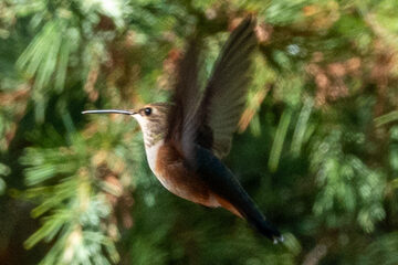 Photo of Rufous Hummingbird reported at Coos County area