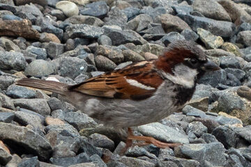Photo of House Sparrow reported at North Bend