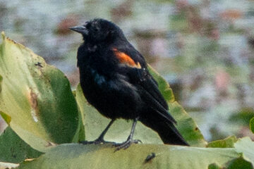 Photo of Red-winged Blackbird reported at Johnson Mill Pond County Park