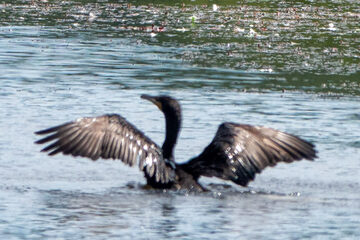 Photo of Double-crested Cormorant reported at Johnson Mill Pond County Park