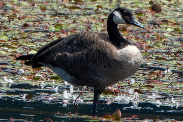 Photo of Canada Goose reported at Johnson Mill Pond County Park