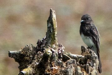 Photo of Black Phoebe reported at Johnson Mill Pond County Park