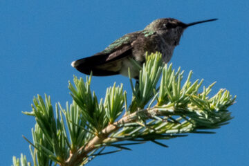 Photo of Anna's Hummingbird reported at Coquille