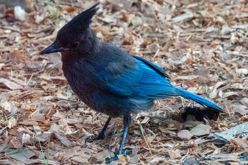 Photo of Steller's Jay reported at Coquille