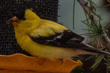 Photo of American Goldfinch reported at Coquille