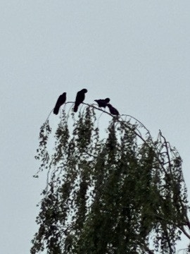 Photo of American Crow reported at Coos County area