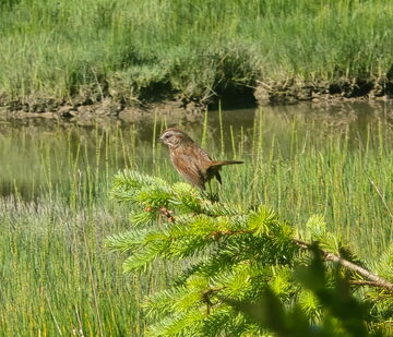 Photo of Song Sparrow reported at South Slough