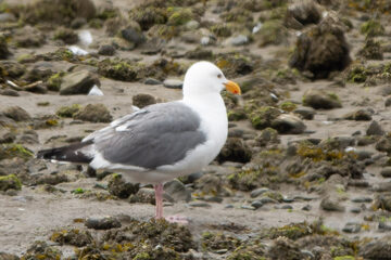 Photo of Western Gull reported at Coos County area