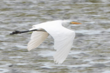 Photo of Great Egret reported at Bandon Marsh NWR - Observation Deck