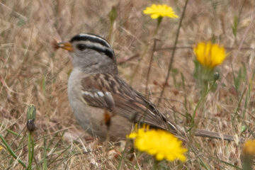 Photo of White-crowned Sparrow reported at Coos County area