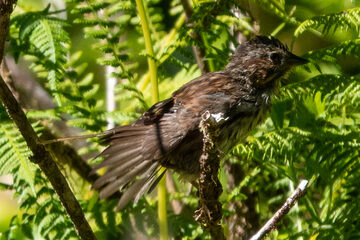 Photo of Bushtit reported at South Slough National Estuarine Research Reserve