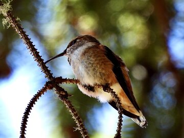 Photo of Rufous Hummingbird reported at Coos County area
