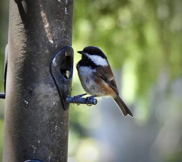 Photo of Chestnut-backed Chickadee reported at Coos County area