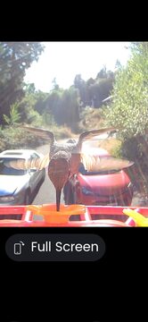 Photo of Anna's Hummingbird reported at Coquille