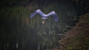 Photo of Great Blue Heron reported at Coos County area