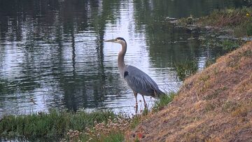 Photo of Great Blue Heron reported at Coos County area