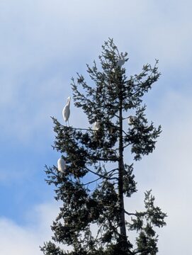 Photo of Great Egret reported at Myrtle Point
