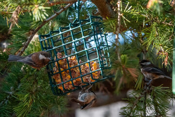 Photo of Chestnut-backed Chickadee reported at Coos County area