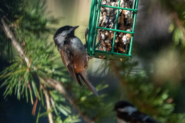 Photo of Chestnut-backed Chickadee reported at Coos County area