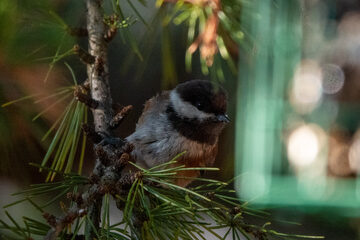 Photo of Chestnut-backed Chickadee reported at Coos County area