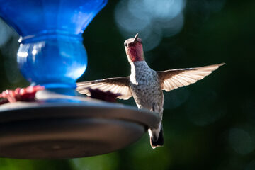 Photo of Anna's Hummingbird reported at Coquille