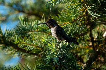 Photo of Black-chinned Hummingbird reported at Coquille
