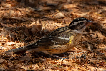 Photo of Rose-breasted Grosbeak reported at Coquille