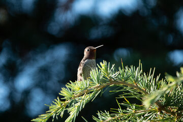 Photo of Anna's Hummingbird reported at Coquille