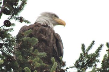 Photo of Bald Eagle reported at Coos County area