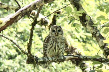 Photo of Barred Owl reported at Powers