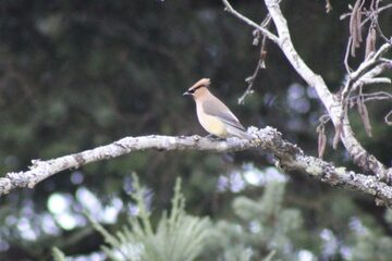 Photo of Cedar Waxwing reported at Powers