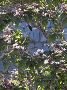 Photo of Anna's Hummingbird reported at Coquille