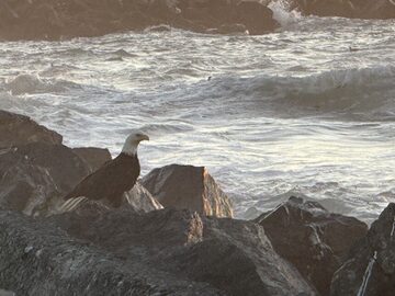 Photo of Bald Eagle reported at Lower Coquille River at Bullards Beach