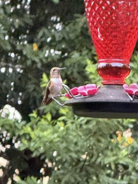 Photo of Rufous Hummingbird reported at North Bend