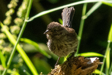 Photo of Song Sparrow reported at Golden and Silver Falls State Natural Area