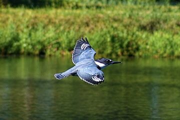 Photo of Belted Kingfisher reported at Powers County Park