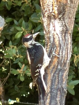 Photo of Downy Woodpecker reported at Gaylord