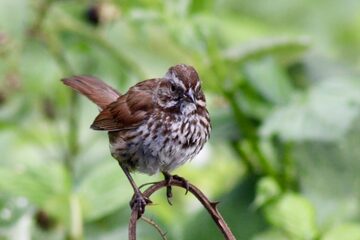Photo of Song Sparrow reported at Myrtle Point