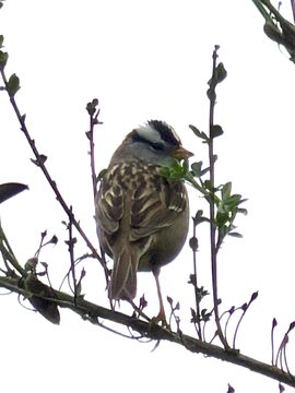 Photo of White-crowned Sparrow reported at Coquille
