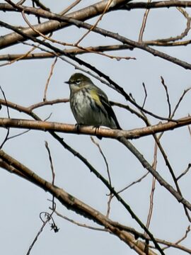 Photo of Yellow-rumped Warbler reported at Powers