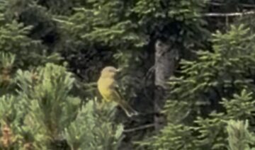 Photo of Western Tanager reported at Coos County area
