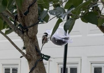 Photo of Black-capped Chickadee reported at Coquille