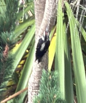 Photo of Hairy Woodpecker reported at Coquille