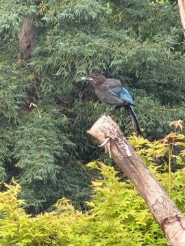 Photo of Steller's Jay reported at Coquille