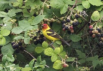 Photo of Western Tanager reported at Coos Bay