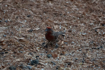 Photo of House Finch reported at Coquille