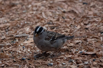 Photo of White-crowned Sparrow reported at Coquille